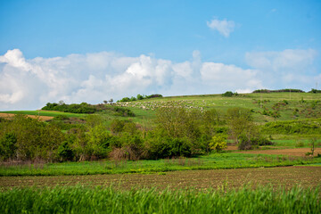Flock Of Sheep On Hillside