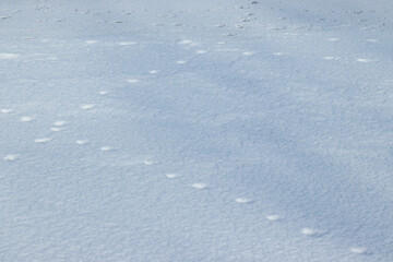 Animal tracks in the snow