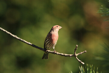 House finch  on a branch