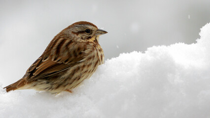 Song Sparrow