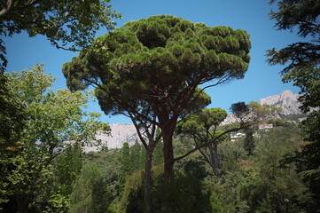 trees in the reserve