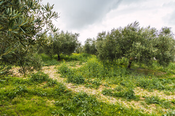 Fototapeta na wymiar Stock photo of green forest surrounded by olive trees.