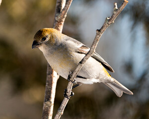 Pine Grosbeak Stock Photo. Pine Grosbeak close-up profile view, perched  with a blur background in its environment and habitat. Image. Picture. Portrait.