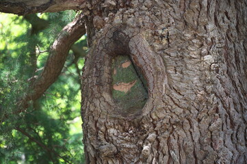 trees in the reserve