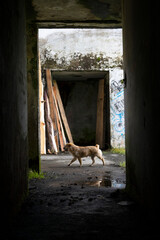 Fototapeta premium animal en ruinas 