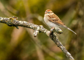 sparrow on a branch
