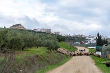 Obraz premium Stock photo of sheep herd walking and eating in the countryside.