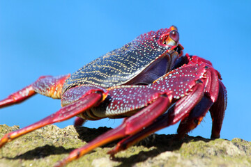 rote_Klippenkrabbe