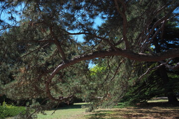 Fototapeta na wymiar trees in the reserve