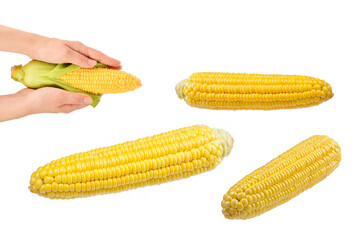 Yellow corn isolated on white background. Copyspace.