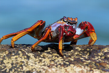 rote_Klippenkrabbe_mit_1_Schere