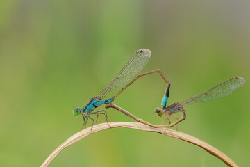 Picture of a Damselfly breed.