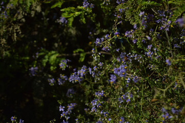 flores moradas, flores silvestres