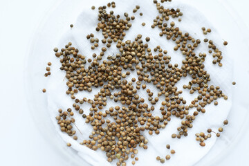Planting microgreen coriander. Germinating seeds at home. Sprouted seeds, micro greens. Vegan and healthy food concept.