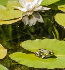 Frosch in Naturteich