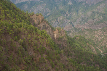 Forest of Canary Island pine.