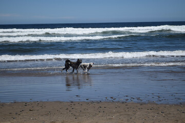 perros en la playa, playas de chile, Chile Maitencillo 