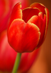 czerwony tulipan z końcówkami żółtymi na płatkach