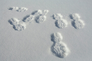 Beautiful convex footprints of people on white snow on a sunny day. Close-up with copy space.