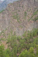 Cliff and forest of Canary Island pine.