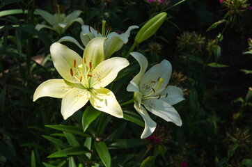White lily flowers close up natural background