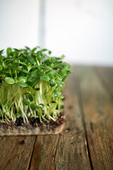 Microgreens sunflower on wooden background, Vegan micro sunflower greens shoots, Growing healthy eating concept,  Idea for healthy vegan food delivery service.