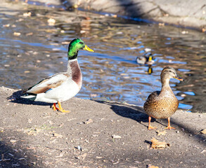 Male and female mallard duck on the shore of the pond