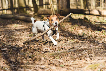 Dog playing fetch with wooden stick in spring forest on sunny warm day