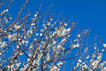 晴れた日の白梅　千葉県市川市　日本