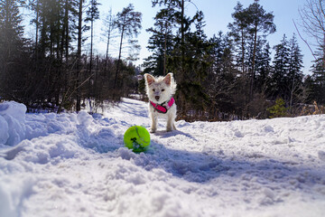 Tennis Ball Does't Stop in Winter.  