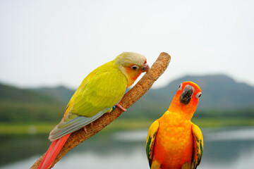 Green cheek small parrot of the genus Pyrrhura sharp beak, sun conure (Aratinga solstitialis) exotic pet adorable on sky mountain background, Native to South America (Amazon).