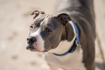 adult pitbull terrier closes eyes while enjoying the warmth of the sun