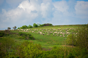Fototapeta na wymiar Flock Of Sheep On Hillside
