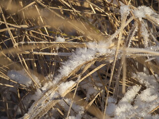 close up of grass