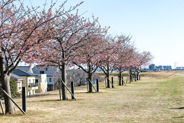 江戸川土手の河津桜の並木　千葉県市川市　日本