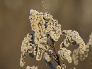grass in the morning