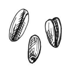 Grains of wheat. Color vintage hand drawn hatching illustration