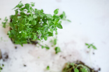 Microgreens basil on white background, Vegan micro sunflower greens shoots