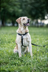 Beautiful young labrador retriever in the summer park.