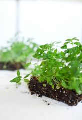 Microgreens basil on white background, Vegan micro sunflower greens shoots