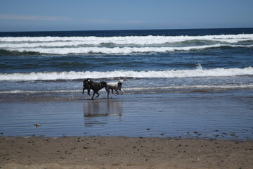 Fototapeta na wymiar Perros en la playa, playas de chile, Chile Maitencillo 