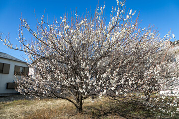 晴れた日の白梅　千葉県市川市　日本