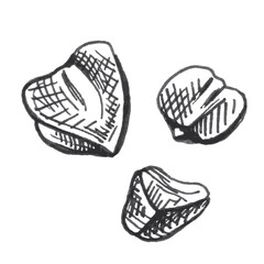 Grains buckwheat. Vector monochrome vintage hand drawn hatching illustration