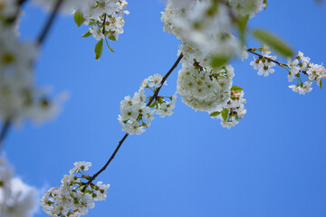 Spring white flowers. Cherry blossoms on a sunny day against the blue sky. Beauty of nature. Spring, youth, growth concept.