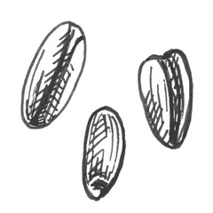 Grains of wheat. Vector color vintage hand drawn hatching illustration