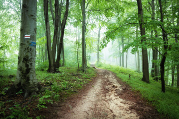 Fototapeta na wymiar path in the foggy mountain forest