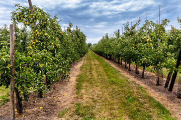 Fototapeta na wymiar Ripening apples in the garden. Growing fruits in Europe.