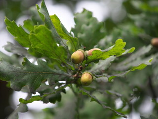 acorns on the tree