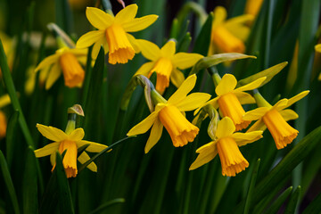 Yellow daffodils (Narcissus) Spring Easter flowers with dark green leaves blooming in garden. Ireland