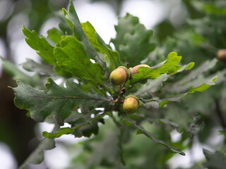 acorns on a branch